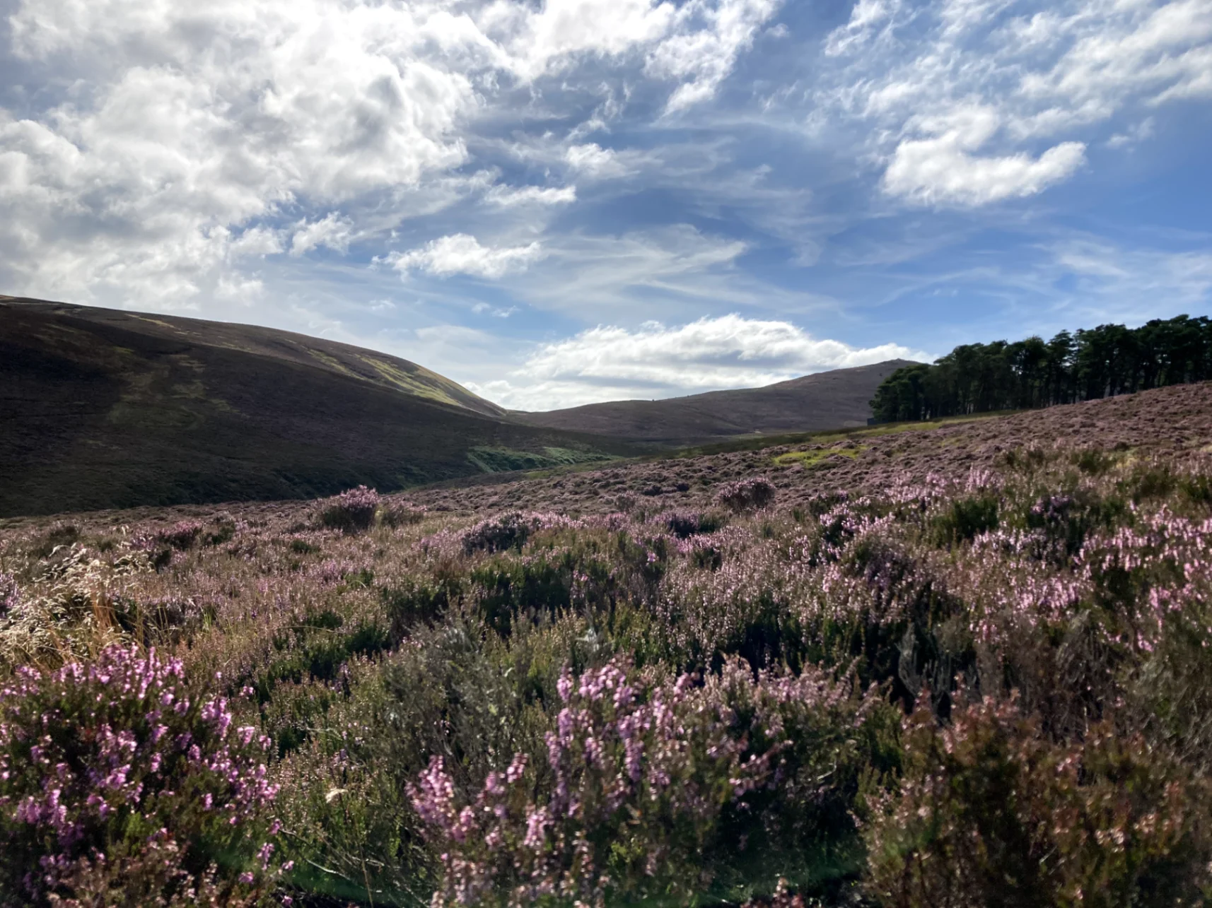 Local Honey from Balerno, Edinburgh, Central Scotland | Balerno Honey ...